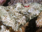 Image result for "cephalobrachia Bonnevie". Size: 138 x 106. Source: www.picture-worl.org