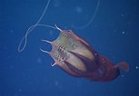 Image result for Black Vampire Squid. Size: 153 x 106. Source: animalia-life.club