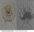 Afbeeldingsresultaten voor Amphogona apsteini Geslacht. Grootte: 114 x 106. Bron: www.nies.go.jp