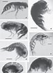 Afbeeldingsresultaten voor "lestrigonus Bengalensis". Grootte: 78 x 106. Bron: www.semanticscholar.org