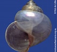 Image result for "Limacina trochiformis". Size: 116 x 106. Source: molluscsoftasmania.org.au