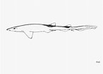 Image result for Bythaelurus hispidus Orde. Size: 146 x 106. Source: shark-references.com