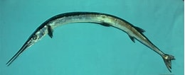 Image result for "tylosurus Crocodilus". Size: 260 x 106. Source: ncfishes.com