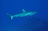 Afbeeldingsresultaten voor "carcharhinus Amblyrhynchoides". Grootte: 165 x 106. Bron: sharkrequiem.blog4ever.com