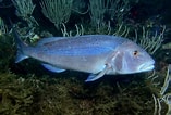 Image result for "dentex Canariensis". Size: 157 x 106. Source: www.fishipedia.fr