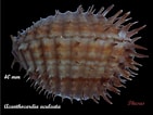 Image result for Acanthocardia. Size: 141 x 106. Source: www.forumcoquillages.com