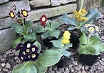 Afbeeldingsresultaten voor Primula auricula Stubbs Tartan. Grootte: 151 x 106. Bron: www.ashwoodnurseries.com