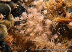 Image result for "ectopleura Dumortieri". Size: 146 x 106. Source: www.mer-littoral.org