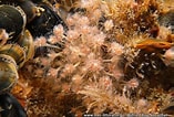 Image result for "Ectopleura Dumortieri". Size: 157 x 106. Source: www.mer-littoral.org