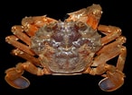 Image result for "liocarcinus Depurator". Size: 146 x 106. Source: www.aphotomarine.com