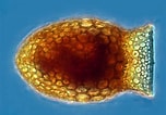 Image result for "codonella Galea". Size: 152 x 106. Source: cfb.unh.edu