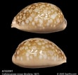 Image result for "chrysallida Nivosa". Size: 111 x 106. Source: www.zearths.com