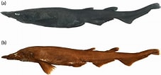 Afbeeldingsresultaten voor "apristurus Stenseni". Grootte: 227 x 106. Bron: phys.org