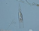 Image result for "Helicostomella subulata". Size: 134 x 106. Source: green2.kingcounty.gov