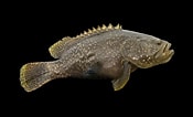 Image result for Epinephelus Groupé. Size: 175 x 106. Source: www.megafishingthailand.com