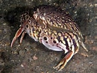 Image result for "calappa Flammea". Size: 141 x 106. Source: reefguide.org