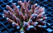 Image result for Acropora. Size: 169 x 106. Source: ultracoralaustralia.com