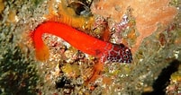 Image result for "lipophrys Nigriceps". Size: 201 x 106. Source: antropocene.it