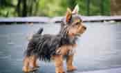 Image result for Silky Terrier. Size: 175 x 106. Source: animalsbreeds.com