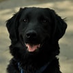 Image result for Flat Coated Retriever. Size: 107 x 106. Source: www.dogwallpapers.net