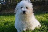 Image result for Coton De Tulear. Size: 160 x 106. Source: www.caniprof.com