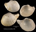 Image result for "cardiomya Costellata". Size: 122 x 106. Source: naturalhistory.museumwales.ac.uk