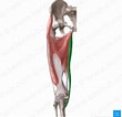 Afbeeldingsresultaten voor Musculus Gracilis Pees. Grootte: 110 x 106. Bron: www.kenhub.com