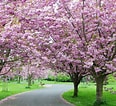 Afbeeldingsresultaten voor Cherry Blossom. Grootte: 116 x 106. Bron: www.artofit.org