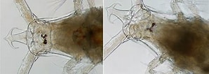 Afbeeldingsresultaten voor "rhincalanus Cornutus". Grootte: 298 x 106. Bron: plankton.image.coocan.jp