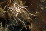 Afbeeldingsresultaten voor "antedon Petasus". Grootte: 159 x 106. Bron: www.unterwasser-welt-ostsee.de
