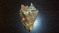 Image result for "strombus Raninus". Size: 191 x 106. Source: www.pinterest.com