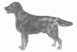Image result for Flat Coated Retriever FCI. Size: 157 x 106. Source: www.dogsglobal.com