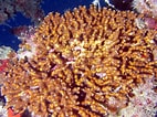 Image result for "oculina Diffusa". Size: 142 x 106. Source: reefguide.org