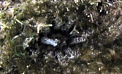 Image result for Pseudothyone belli. Size: 173 x 106. Source: www.snorkelstj.com