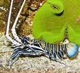 Image result for "panulirus Versicolor". Size: 116 x 106. Source: www.fishncorals.com