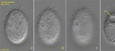 Afbeeldingsresultaten voor "acineta Tuberosa". Grootte: 236 x 106. Bron: realmicrolife.com