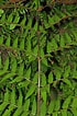 Image result for "druppatractus Irregularis". Size: 70 x 106. Source: www.phytoimages.siu.edu