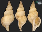 Afbeeldingsresultaten voor "troschelia Berniciensis". Grootte: 141 x 106. Bron: allspira.com