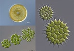 Image result for "Protocystis Swirei". Size: 154 x 106. Source: www.darwintreeoflife.org