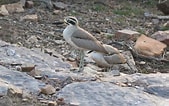 Image result for Burhinidae. Size: 169 x 106. Source: www.adelaideornithologists.com