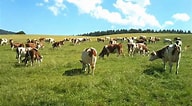Image result for Vache jurassienne. Size: 192 x 106. Source: www.youtube.com