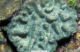 Image result for Manicina areolata. Size: 162 x 106. Source: www.reeflex.net