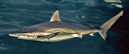 Image result for "carcharhinus Fitzroyensis". Size: 253 x 106. Source: cyprusbutterfly.com.cy