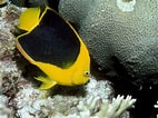 Image result for "holacanthus Tricolor". Size: 142 x 106. Source: amazonios.gr