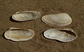 Afbeeldingsresultaten voor "petricola Pholadiformis". Grootte: 172 x 106. Bron: www.beachexplorer.org