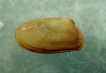 Image result for "tellina Pygmaea". Size: 153 x 106. Source: www.naturamediterraneo.com