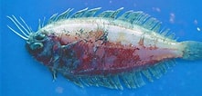 Image result for "arnoglossus Imperialis". Size: 221 x 106. Source: fishbiosystem.ru