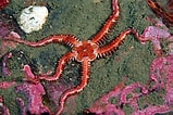 Image result for "ophiopholis Aculeata". Size: 159 x 106. Source: www.pinterest.co.uk