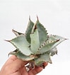 Afbeeldingsresultaten voor "coelodecas Pygmaea". Grootte: 99 x 106. Bron: manas-green.com
