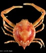 Tamaño de Resultado de imágenes de Myra affinis.: 93 x 106. Fuente: www.crustaceology.com